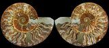 Cut & Polished Ammonite Fossil - Agatized #47715-1
